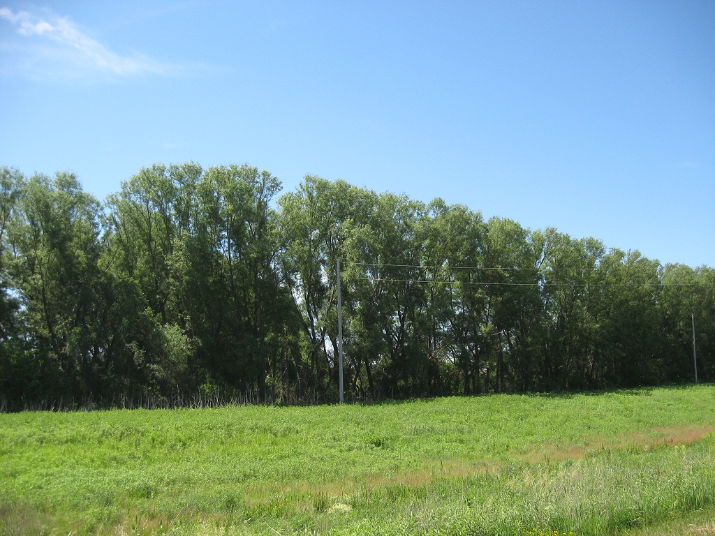 Quickest Windbreak Farm Trees